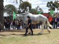 Noddy_the_Shire_horse_4_by_Ink_DreamsMMIX.jpg