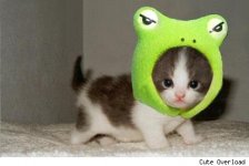 kitten-cute-overload-frog.jpg