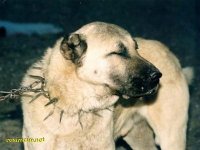 kangal01.jpg