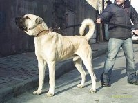 kangal02.jpg