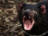 tasmanian-devil_736_600x450.jpg