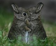 bunnies-hugging.jpg