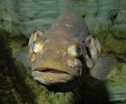 0909-Big-Ear-Fish.jpg