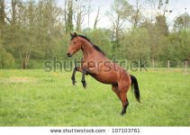 stock-photo-brown-horse-prancing-in-a-meadow-in-spring-107103761.jpg