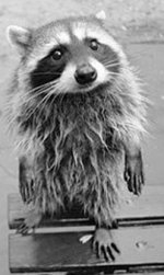 racoon2.jpg