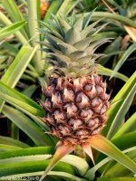 ananas-15.jpg