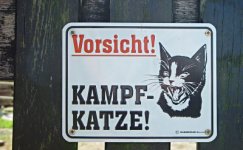 kampfkatze-00954.jpg