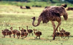 100111-baby-ostriches.jpg