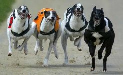 Dog Racing5.jpg