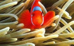 clownfish_1681225c.jpg