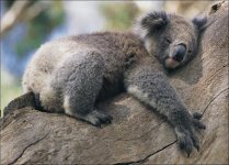 koala-picture.jpg