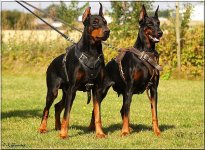 Doberman-Attack-Leather-Dog-Harness-H1-11.jpg