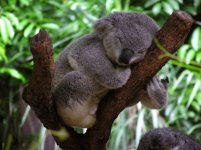 20bigstockSleepyKoala3747.jpg