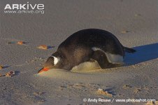 Gentoo-penguin-sleeping-on-beach.jpg