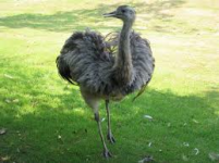 emu.png