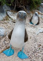 Blue-footed_Booby_Guard.jpg