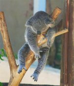 koalas-hourly-sleep.jpg