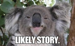 funny,koala,skeptic-03e0a60c2dde06ce51ef1088097cf30f_h.jpg