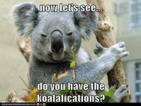 koalafikation.jpg