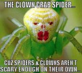 clowncrab.jpg