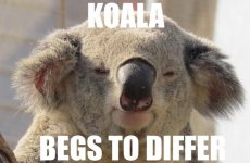 koala_begs_to_differ.jpg