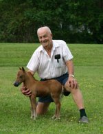 miniature-horse.jpg