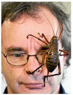 giant-weta-insect1.jpg