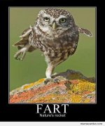 Farting-Owl_o_91606.jpg