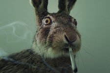 rabbit-stoner.jpg