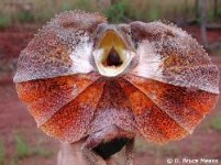 frilled-lizard500_22707.jpg