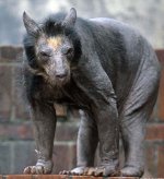 bald-animals3.jpg