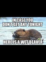 vetbeaver.jpg