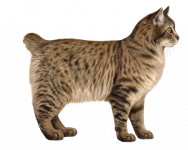 American_Bobtail.png