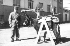 Donkey luftwaffe funny german nazi.jpg