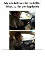 Dog_driver.jpg