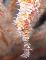 ghostpipefish.jpg