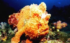 Douglas frogfish.jpg