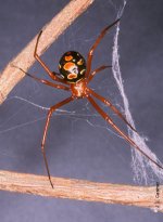 latrodectus.bishopi.redwidowtop.jpg