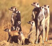 suricate.jpg