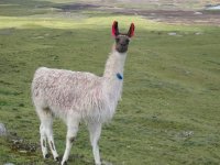 Lama.JPG