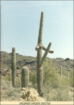 bild_saguarosviagraserectus.jpg