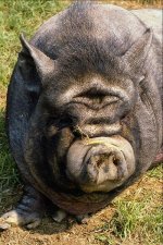 Potbellied%20Pig%20485099 (Medium).jpg