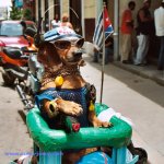 havana_dog_bike2.jpg