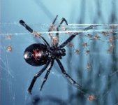 black_widow_spider.jpg